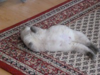 /album/fotogalerie-trachtigkeit1/donna-trachtig1-jpg/